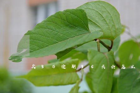 欠3万逾期36天会怎么样 欠3万逾期36天会怎么样