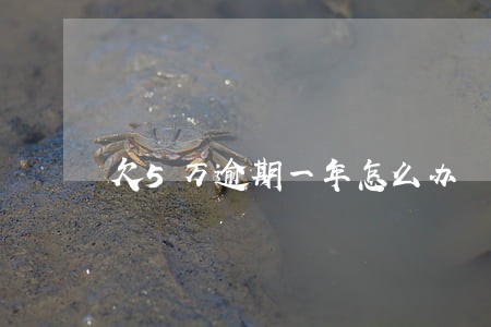 欠5万逾期一年怎么办 欠5万逾期一年怎么办
