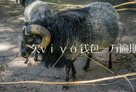 欠vivo钱包一万逾期会怎样 欠vivo钱包一万逾期会怎样