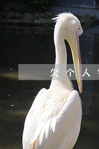 欠个人钱被起诉只还本金可以吗 欠个人钱被起诉只还本金可以吗