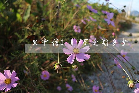 欠中信14万逾期多少
