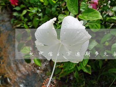 欠中信6万逾期多久会诉讼 欠中信6万逾期多久会诉讼