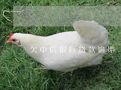 欠中信银行贷款逾期 欠中信银行贷款逾期