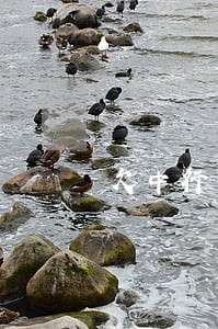 欠中行八万已逾期没钱还怎么办 欠中行八万已逾期没钱还怎么办