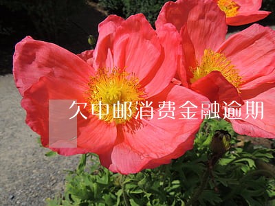 欠中邮消费金融逾期 欠中邮消费金融逾期