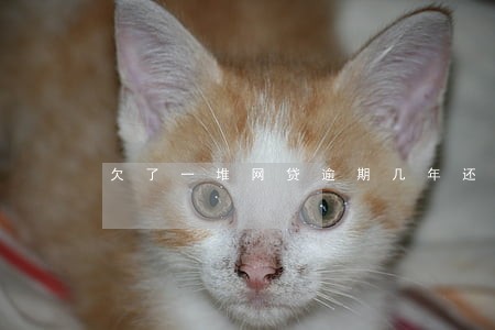 欠了一堆网贷逾期几年还能借吗 欠了一堆网贷逾期几年还能借吗