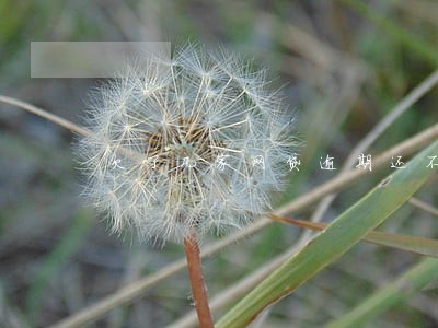 欠了几家网贷逾期还不上怎么办 欠了几家网贷逾期还不上怎么办