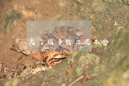 欠了很多钱只还本金 欠了很多钱只还本金
