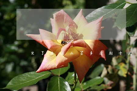 欠了捷信二百多逾期十几天 欠了捷信二百多逾期十几天