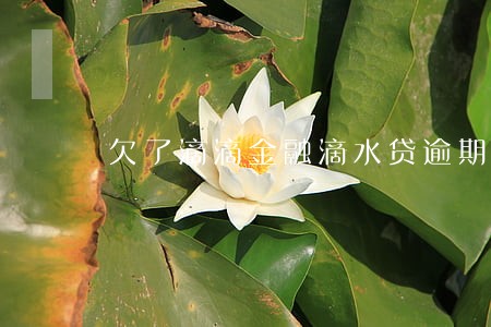 欠了滴滴金融滴水贷逾期