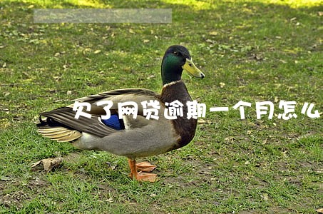 欠了网贷逾期一个月怎么办 欠了网贷逾期一个月怎么办