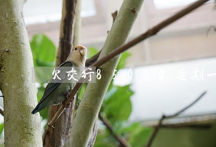 欠交行85000逾期一年 欠交行85000逾期一年