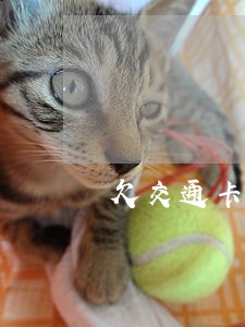 欠交通卡一万二逾期三月