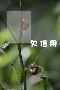 欠信用卡1700元逾期