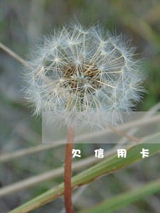 欠信用卡1700逾期两年 欠信用卡1700逾期两年