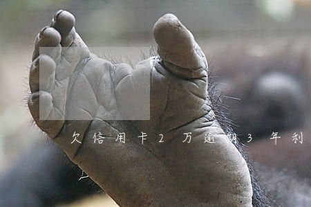欠信用卡2万逾期3年利息多少 欠信用卡2万逾期3年利息多少