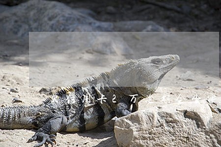 欠信用卡2万逾期会坐牢吗 欠信用卡2万逾期会坐牢吗