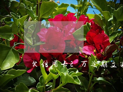 欠信用卡2万逾期立案了 欠信用卡2万逾期立案了