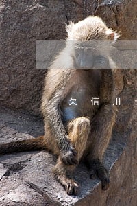 欠信用卡40万逾期5年 欠信用卡40万逾期5年
