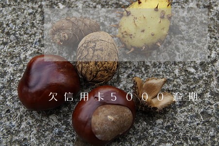 欠信用卡5000逾期一年不还 欠信用卡5000逾期一年不还