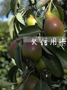 欠信用卡5万逾期一年6 欠信用卡5万逾期一年6