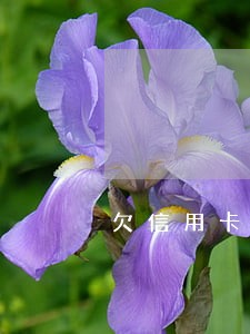 欠信用卡5年可以只还本金吗 欠信用卡5年可以只还本金吗