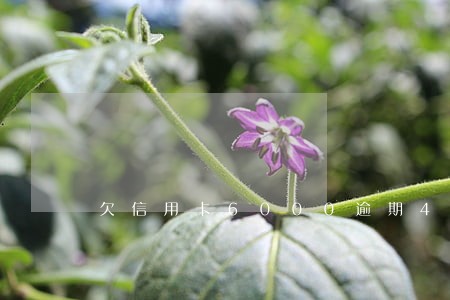 欠信用卡6000逾期4个月 欠信用卡6000逾期4个月