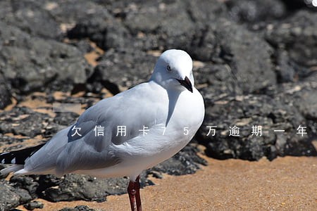 欠信用卡75万逾期一年每个月都有还 欠信用卡75万逾期一年每个月都有还
