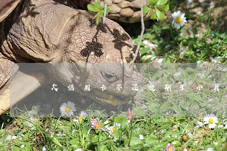 欠信用卡不还逾期3个月法律 欠信用卡不还逾期3个月法律