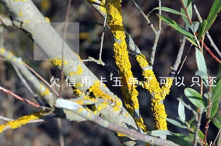 欠信用卡五年了可以只还本金吗 欠信用卡五年了可以只还本金吗