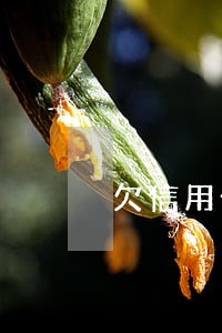 欠信用卡十几万被逾期2年多会被通缉吗