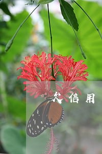 欠信用卡已经逾期1年 欠信用卡已经逾期1年