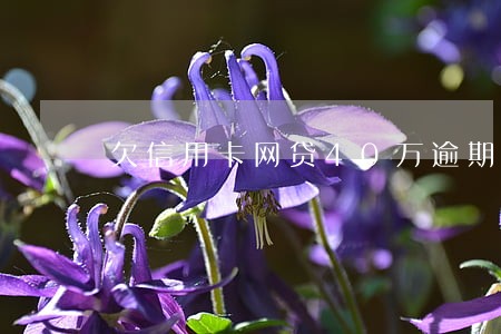 欠信用卡网贷40万逾期两年 欠信用卡网贷40万逾期两年