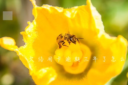 欠信用卡逾期三年了怎么办 欠信用卡逾期三年了怎么办