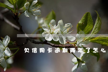 欠信用卡逾期两年了怎么办 欠信用卡逾期两年了怎么办