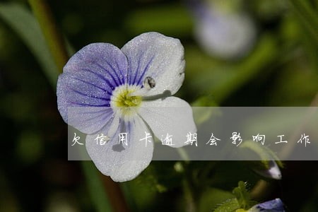 欠信用卡逾期会影响工作吗 欠信用卡逾期会影响工作吗