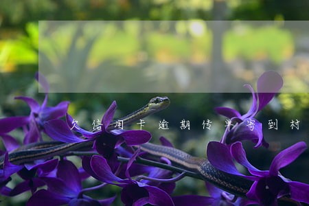 欠信用卡逾期传单寄到村上