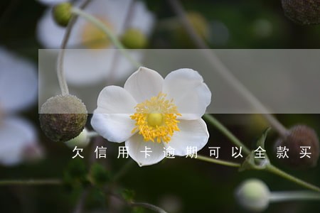 欠信用卡逾期可以全款买房吗 欠信用卡逾期可以全款买房吗