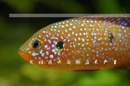 欠信用卡逾期后果严重