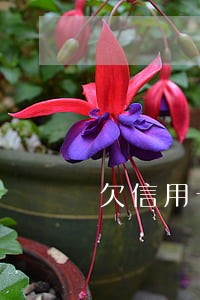 欠信用卡逾期后果怎么解 欠信用卡逾期后果怎么解