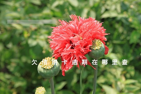 欠信用卡逾期在哪里查 欠信用卡逾期在哪里查