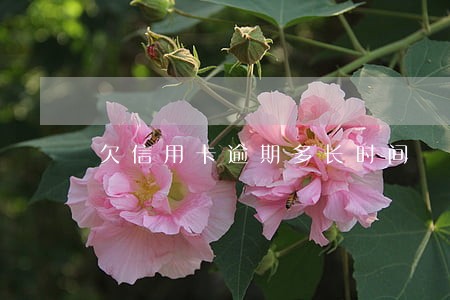 欠信用卡逾期多长时间 欠信用卡逾期多长时间