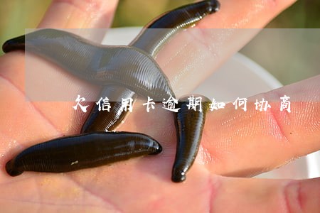 欠信用卡逾期如何协商 欠信用卡逾期如何协商