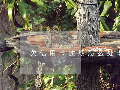 欠信用卡逾期怎么处理最好