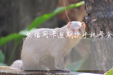 欠信用卡逾期换手机号会严重吗 欠信用卡逾期换手机号会严重吗