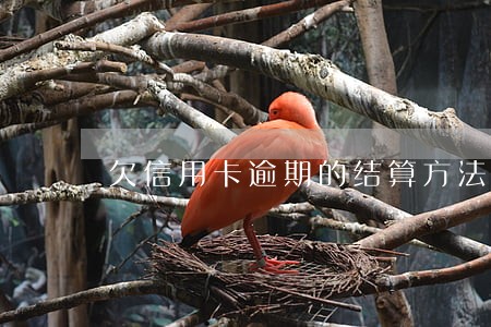 欠信用卡逾期的结算方法 欠信用卡逾期的结算方法