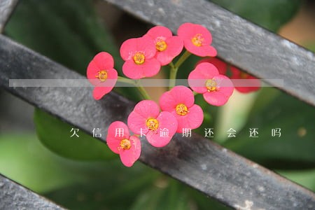 欠信用卡逾期还会还吗 欠信用卡逾期还会还吗