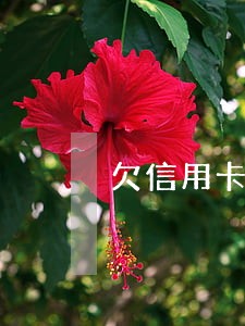 欠信用卡逾期银行会打电话吗 欠信用卡逾期银行会打电话吗