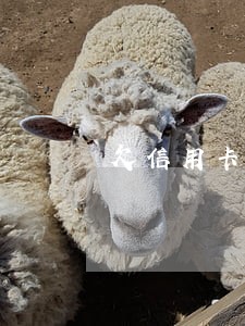 欠信用卡逾期银行打电话给朋友 欠信用卡逾期银行打电话给朋友