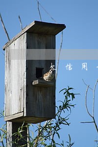 欠信用卡钱逾期会拍卖房子吗 欠信用卡钱逾期会拍卖房子吗